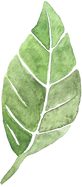 Watercolor Leaves Illustration